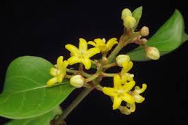 Image result for Secamone