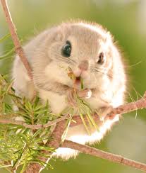 Maybe you would like to learn more about one of these? These Tiny Flying Squirrels Only Live On One Island In Japan And Frankly It S Not Fair