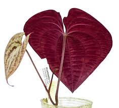 Image result for Dioscorea asteriscus