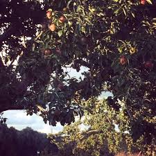 Belles Pommes De Septembre Cidre Normandy Calvados Lafermedebilly In 2020 Grapes Fruit