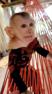 #monkey #facebookreels #monkeysoadorable #monkeysocute