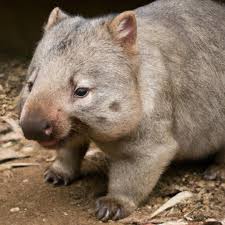 Image result for Northern hairy-nosed wombat