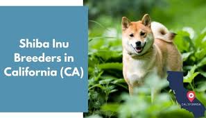 An indelible personality trait of the shiba inu is their aloofness. 7 Shiba Inu Breeders In California Ca Shiba Inu Puppies For Sale Animalfate