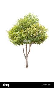 Image result for Mimusops