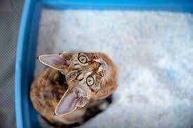 What To Do If Your Cat Has Diarrhea Causes Symptoms Treatment Daily Paws