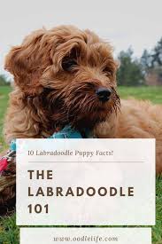 Labradoodle 101 10 Fast Facts To Make You A Labradoodle Expert Oodle Life