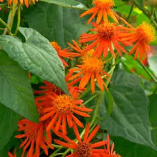 Image result for Senecio propior