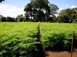 Moringa Oleifera Techniques De Culture La Vie Re Belle