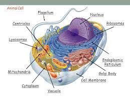 Learn about flagella cells with free interactive flashcards. The Cell Ppt Download