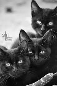 Sisters By Sinframes Gallery On 500px These Cats Are So Beautiful Thejavawitch Pretty Cats Cute Cats And Kittens Crazy Cats