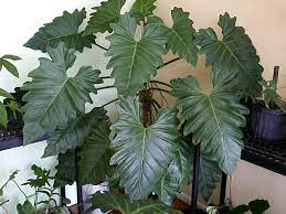 Remove the spent leaf but leave the long stem. Philodendron Subincisum Giant Aroid Huge Leaves Climber Aka Wilson Wilsonii Philodendron Plant Leaves Planting Flowers