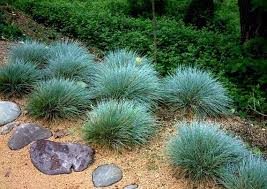 Image result for Festuca