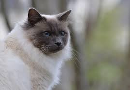 La préfecture du département a également signalé avoir. Les Chats Bruxelles Environnement