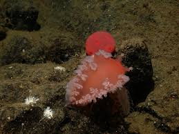 Image result for Tritonia moggii