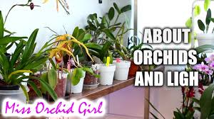 how much light do orchids need low medium and high light orchids