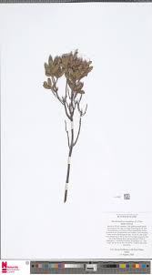 Image result for Rytigynia monantha