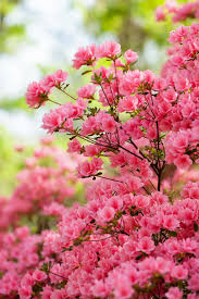 We have several ten year old autumn twist in our own gardens and they are all producing flowers with pink petals instead of white, and dark pink stripes on the petals instead of purple stripes. Azaleas Browse Our Beautiful Azaleas Pick Up At Local Garden Center