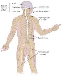 Disorders of peripheral nerves are frequent complications of chemotherapy and certain other drug therapies. What Is Peripheral Neuropathy