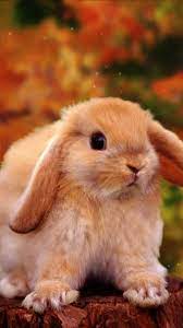 Cute Pics Of Bunny Funny Rabbit Wallpaper Rabbit Wallpaper Sweets Rabbit Wallpaper Phone Rabbit Wallpaper Bunny Pictures Bunny Wallpaper