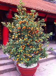 Tolerates wet soil, dry soil, alkaline soil. Growing Apricot In Pots Growing Apricot Trees In Containers