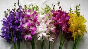 wele to toh orchids singapore