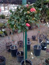 Pin By Clifton S Nursery On Topiaries Trees To Plant Plants Outdoor Plants
