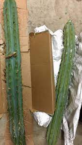 Don't make these 10 mistakes!this information is valid not just for the san pedro (trichocereus pachanoi) but also for the peruvian torch. Lovely Bridgesii Haul How Much Should We Eat Mescaline