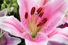 As the color of youth, joy and gentility, pink flowers in soft pastels charm us with innocence and sweetness. 27 Of The Best Lily Varieties Gardener S Path