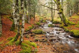 Actualités photo : Automne en forêt d'Iraty.