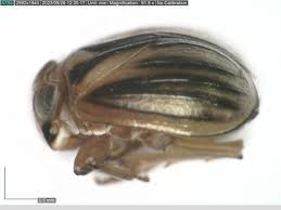 Image result for Heinsenia