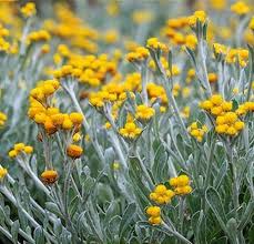 Image result for Cyphostemma crotalarioides