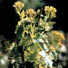 Image result for Delairea odorata