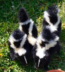 Skunks are new world mammals in the family mephitidae. Sos Save Our Skunks Alberta Institute For Wildlife Conservation