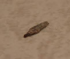 • put bob martin clear worming granules in the fridge for a day before worming as this reduces their smell. Small Worm Living In Some Kind Of Cocoon What Are These Animals Biology Stack Exchange