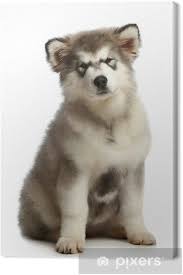 Das farbspektrum umfasst schwarz mit weißen abzeichen an brust, maske und pfoten, wolfsgrau sowie zusätzlich braune zwischentöne. Leinwandbild Alaskan Malamute Welpen Pixers Wir Leben Um Zu Verandern