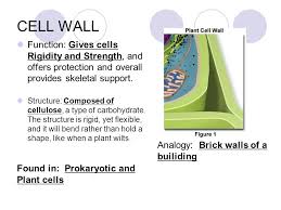 Identifying plant cells is a bit easier because they have cell walls that are made of cellulose, which is thick and rigid. Cell Structure Organelles Ppt Video Online Download