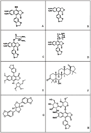 Image result for Cleistanthus schlechteri