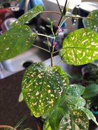 Although flowering plants always add beauty to the garden, it is possible to create a stunning effect using only plants with interesting foliage colors and patterns. What Is This Plant Pink Leaves And Purple Flowers Plants