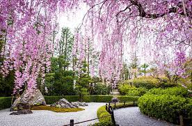 Anderson Japanese Gardens Opening Celebration Is Saturday