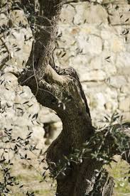 Olive Tree Laudemio Evoo Olive Oliveoil Tuscany Olive Olive Tree Olive Oil