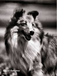 Black And White Sheltie Stuffed Animal Sheltie In Black And White Sheltie Shetland Sheepdog Black And White