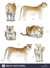 The golden tiger, sometimes called a golden tabby tiger or strawberry tiger, is a tiger with a colour. Golden Tabby Tiger Oder Erdbeere Tiger Isoliert Stockfotografie Alamy