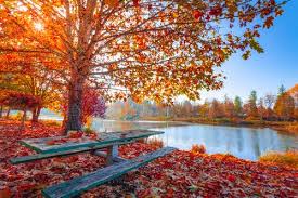 Universe of awesome curated wallpapers. 80 000 Best Autumn Wallpaper Photos 100 Free Download Pexels Stock Photos