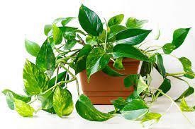 For thriving pothos plants with vibrant, variegated leaves, place them in bright indirect light. Pothos How To Care For Golden Pothos Plants The Old Farmer S Almanac