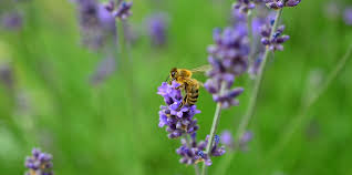 It attracts bees and butterflies and tolerates poor soil, heat and drought. Pollinators Tips For Attracting More Bees Butterflies
