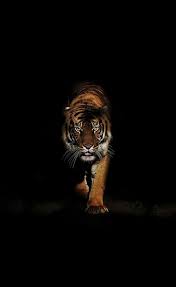 Imagen De Animal Wild Animal Wallpaper Tiger Wallpaper Iphone Tiger Wallpaper