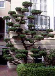 The first is to study the specimen awaiting to be pruned. 31 Yews Cloud Pruning Ideas Cloud Pruning Garden Design Landscape Design
