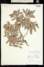 Image result for Diospyros ferrea