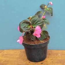 Taman bunga begonia di lembang bandung, bentuk yang berlokasi di depan bunga cinta keong raksasa dan panaroma alam yang menarik dan masuknya hanya rp25000 per orang. Jual Tanaman Hias Begonia Bunga Pink Daun Hitam Berkualitas