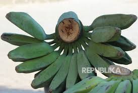 Pisang goreng pontianak yang terkenal ini disajikan bersama selai srikaya yang terbuat dari telur dan buah srikaya. Kalbar Ekspor Perdana Pisang Kepok Ke Malaysia Republika Online